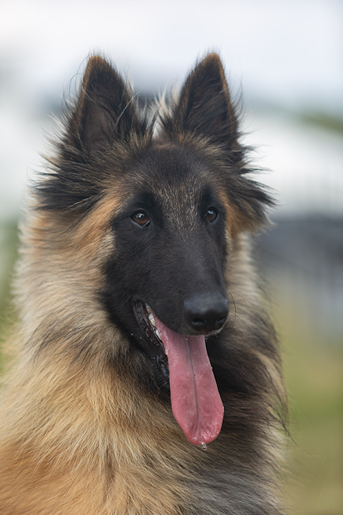 Usko the Red Dragon