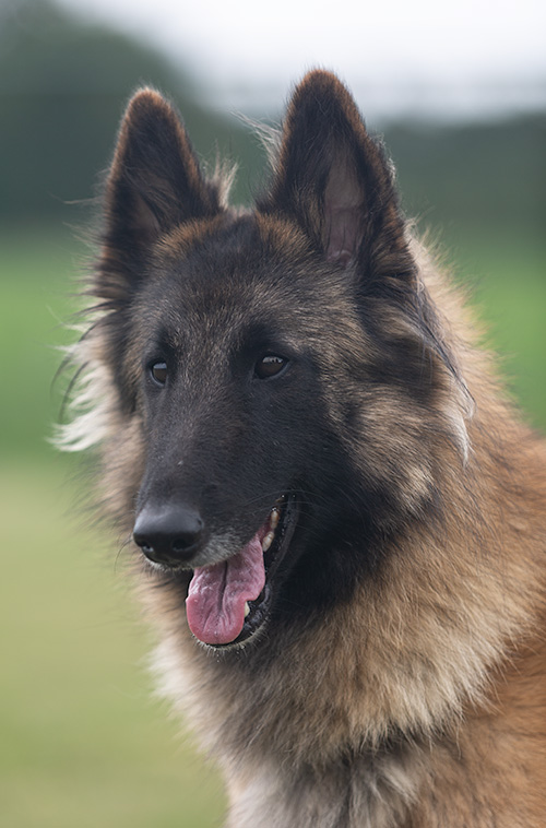 Xena the Red Dragon