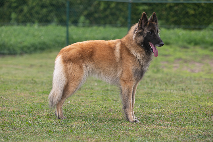 Xena the Red Dragon
