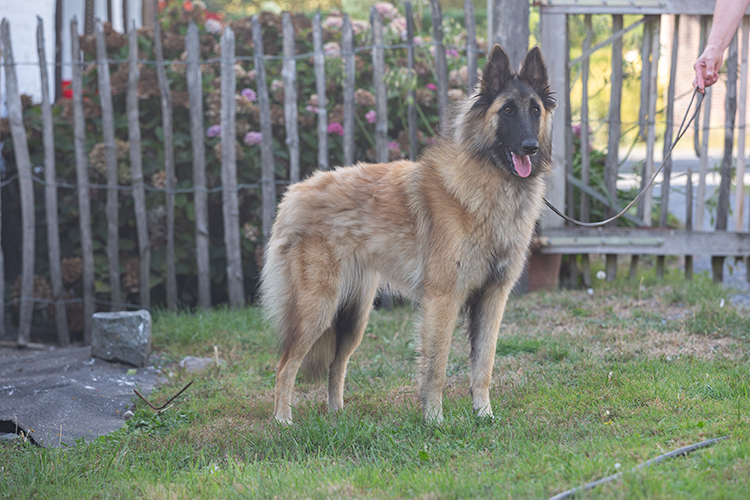 Ubo the Red Dragon
